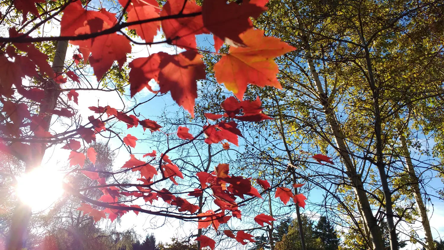 Copas de árboles con hojas de otoño contra el cielo