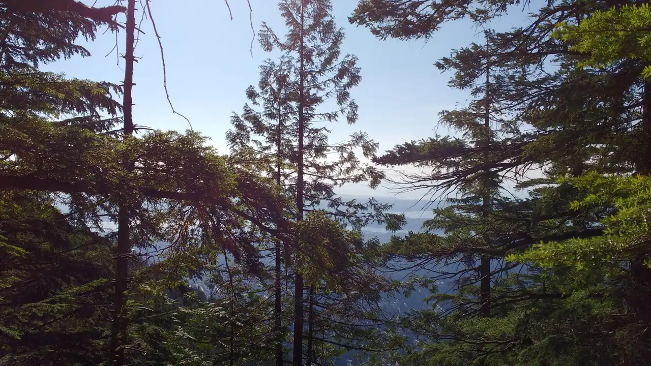 Bosque de coníferas hacia la costa